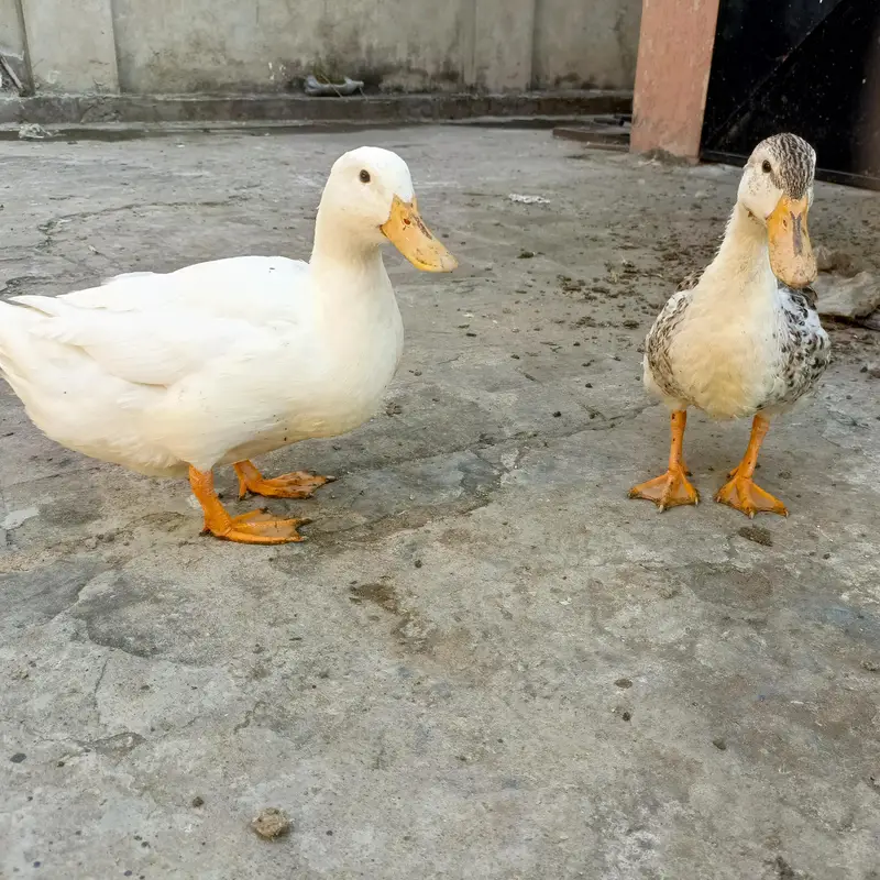 Ducks for sale — photo 4