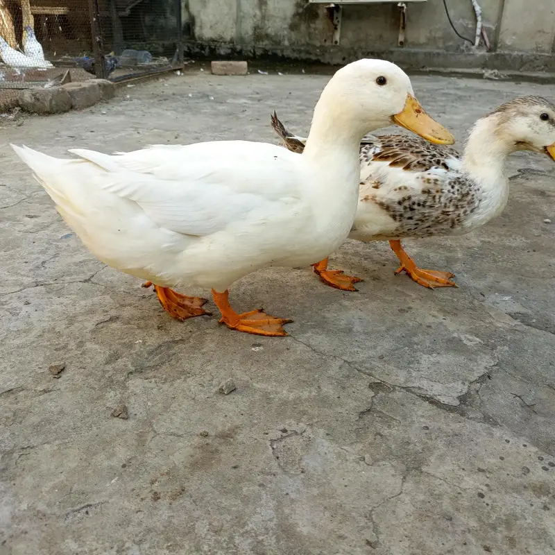 Ducks for sale — photo 5