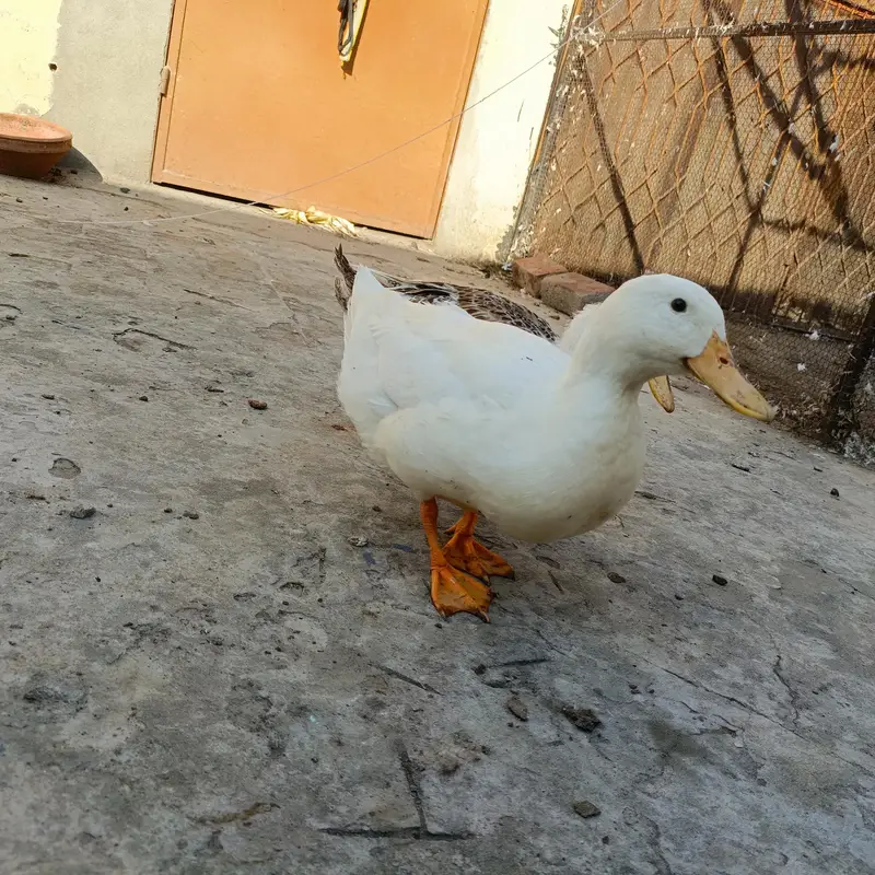 Ducks for sale — photo 6