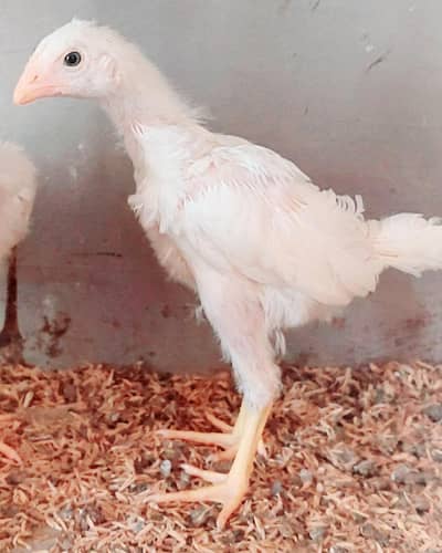 Heera Qandhari chicks for sale