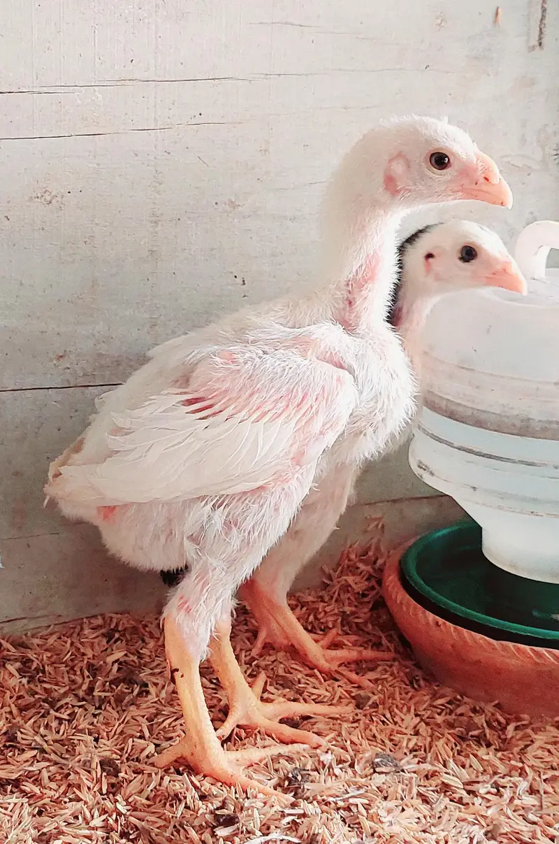 Heera Qandhari chicks for sale — photo 2