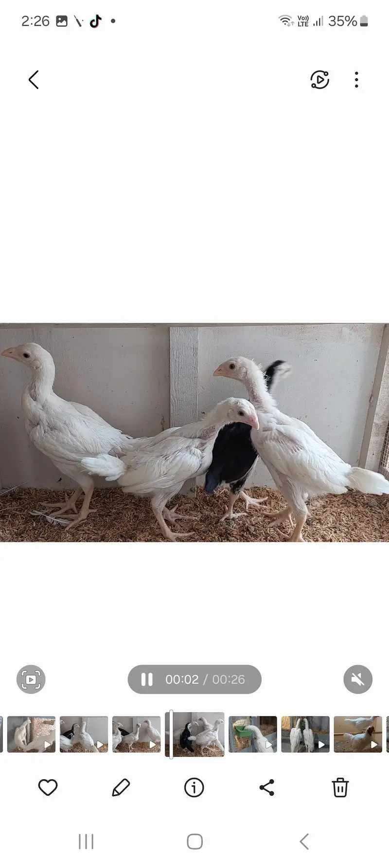 Heera Qandhari chicks for sale — photo 3