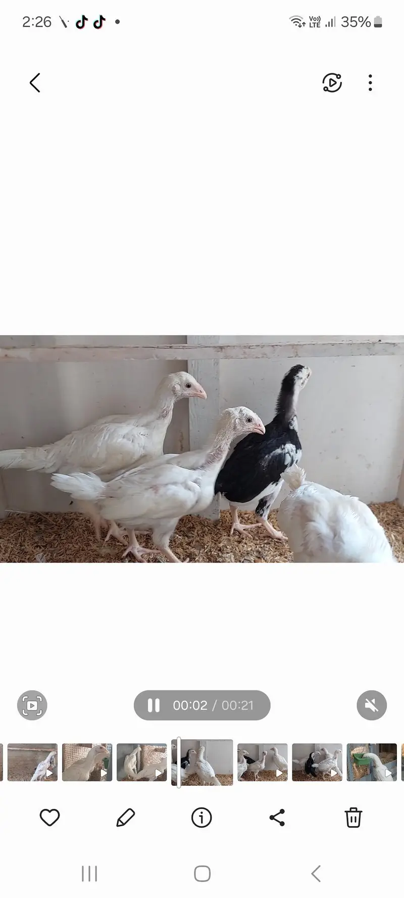 Heera Qandhari chicks for sale — photo 4
