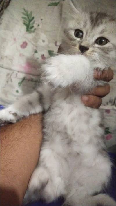 cats baby for sale