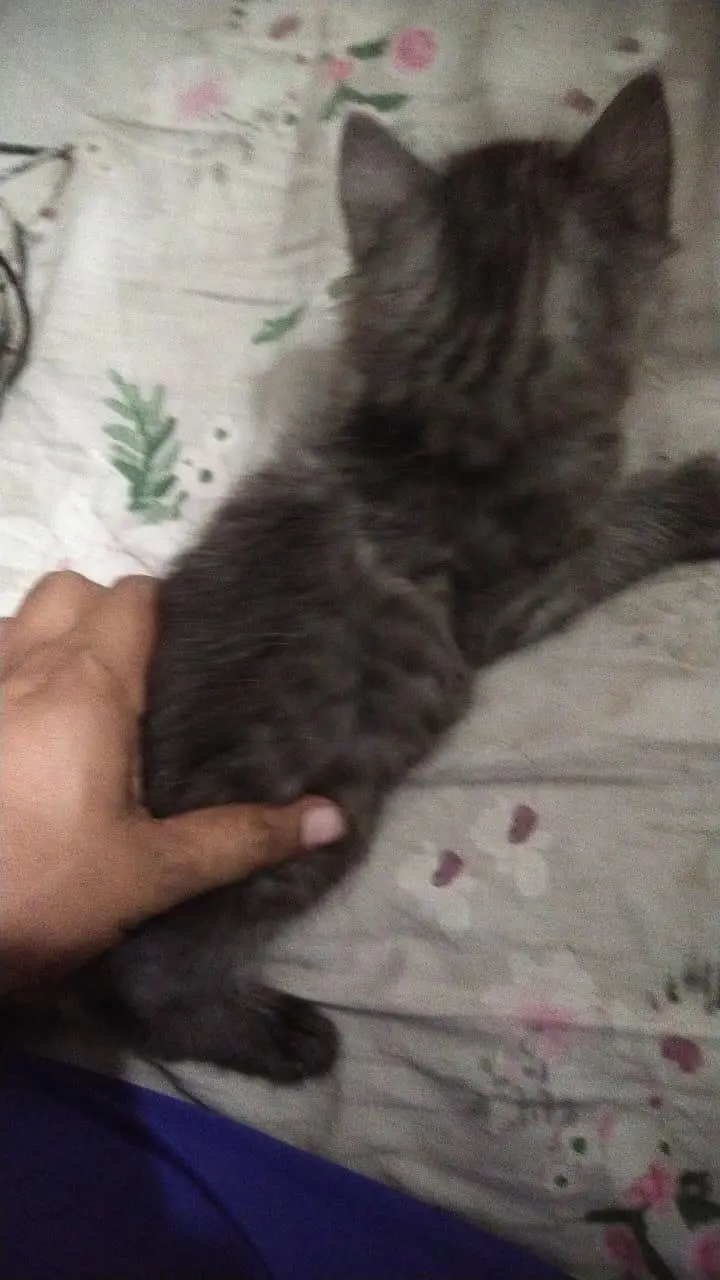 cats baby for sale — photo 2