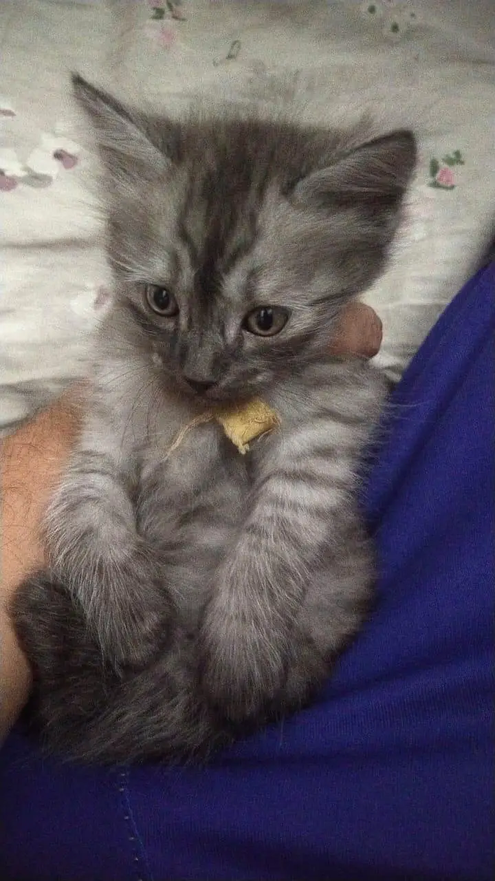 cats baby for sale — photo 3