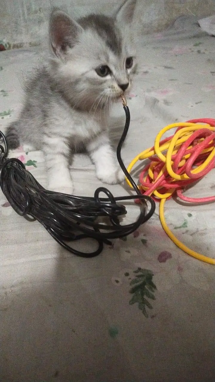cats baby for sale — photo 4