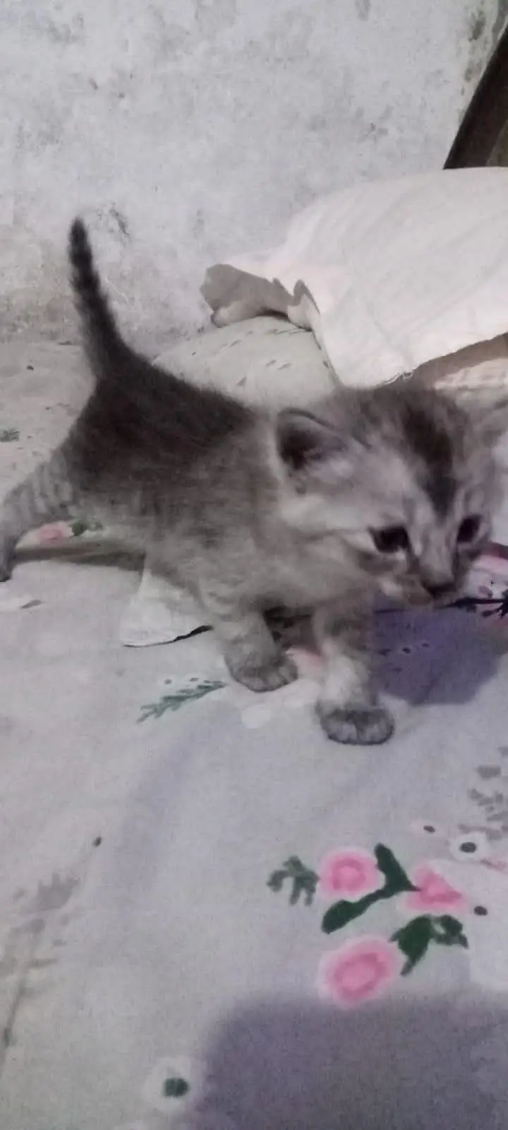 cats baby for sale — photo 5