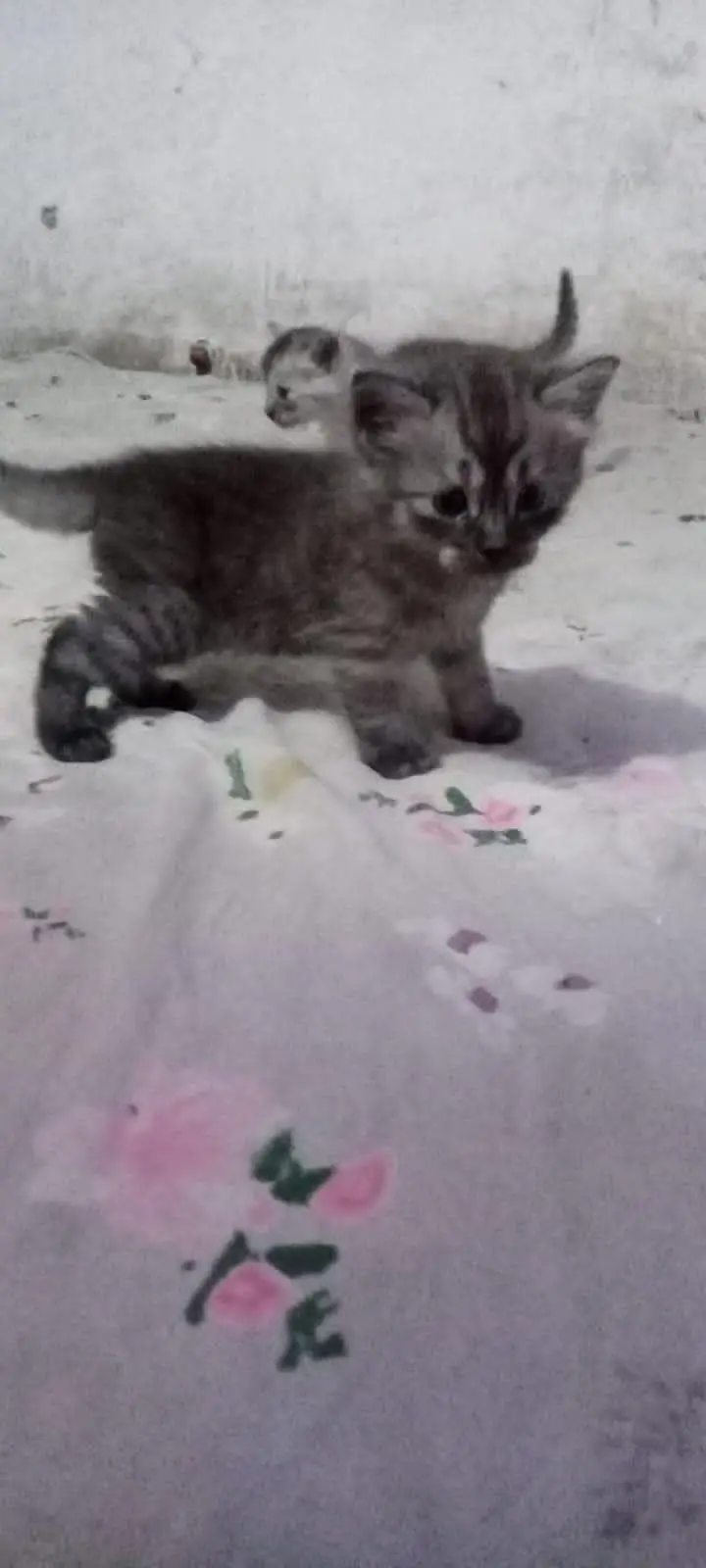 cats baby for sale — photo 6