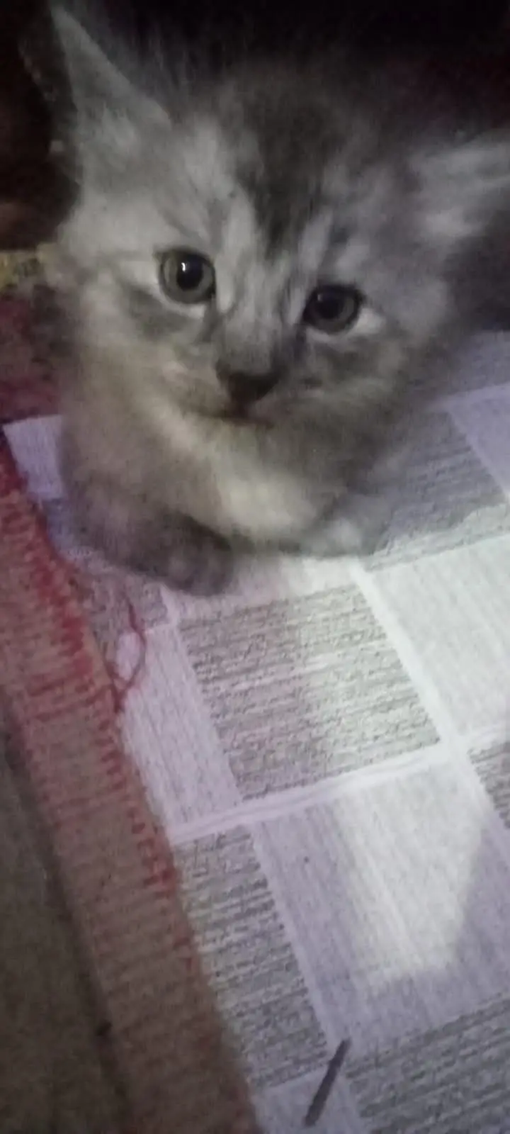 cats baby for sale — photo 7