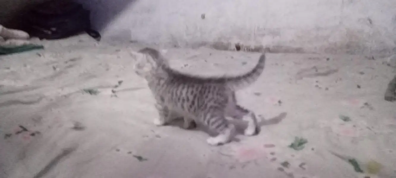 cats baby for sale — photo 8