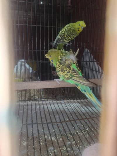 exhibition and exhibition hogo budgies for sale