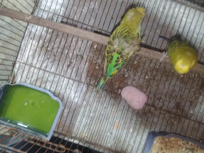 exhibition and exhibition hogo budgies for sale — photo 2