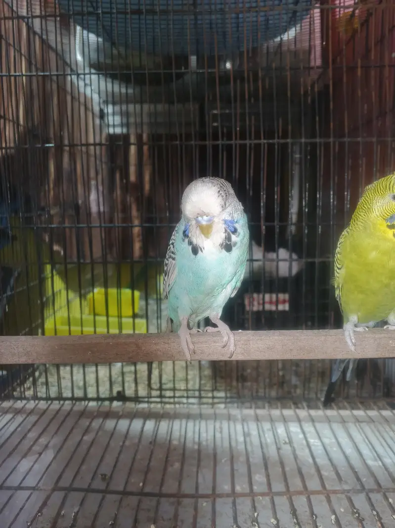 exhibition and exhibition hogo budgies for sale — photo 3