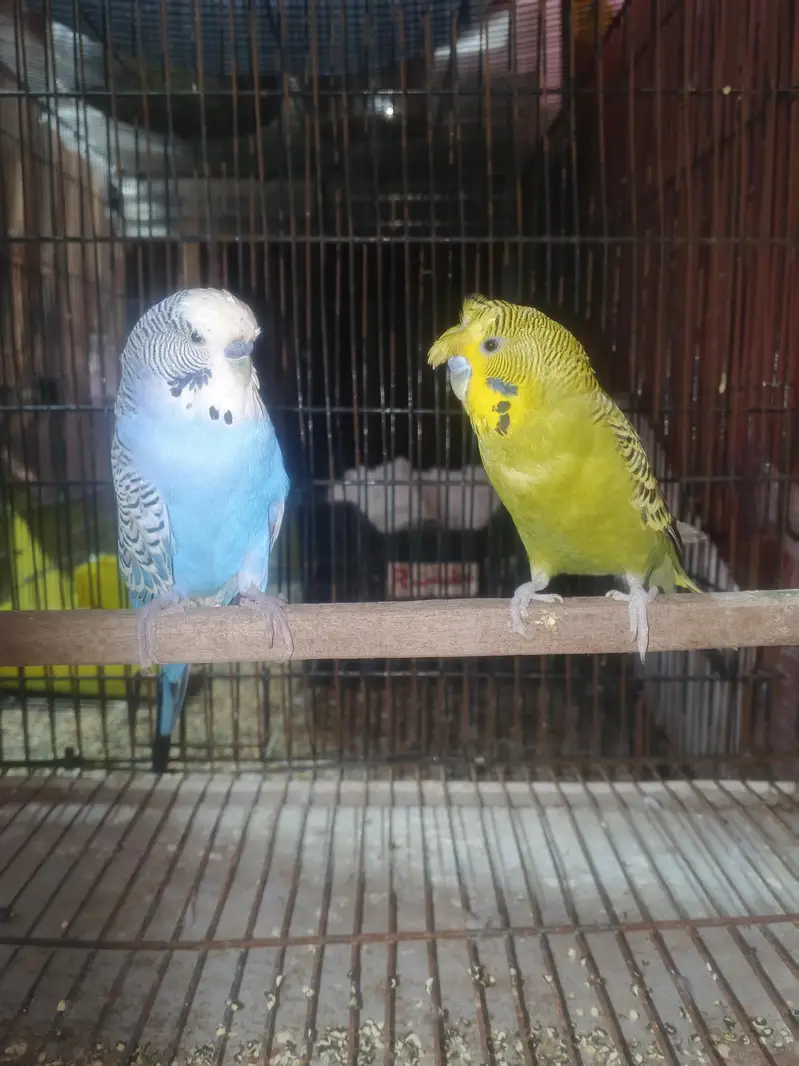 exhibition and exhibition hogo budgies for sale — photo 4