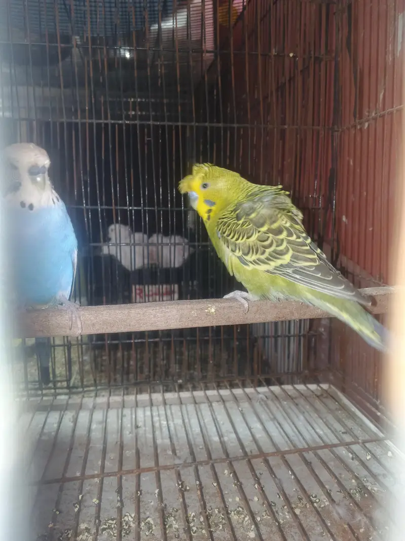 exhibition and exhibition hogo budgies for sale — photo 5