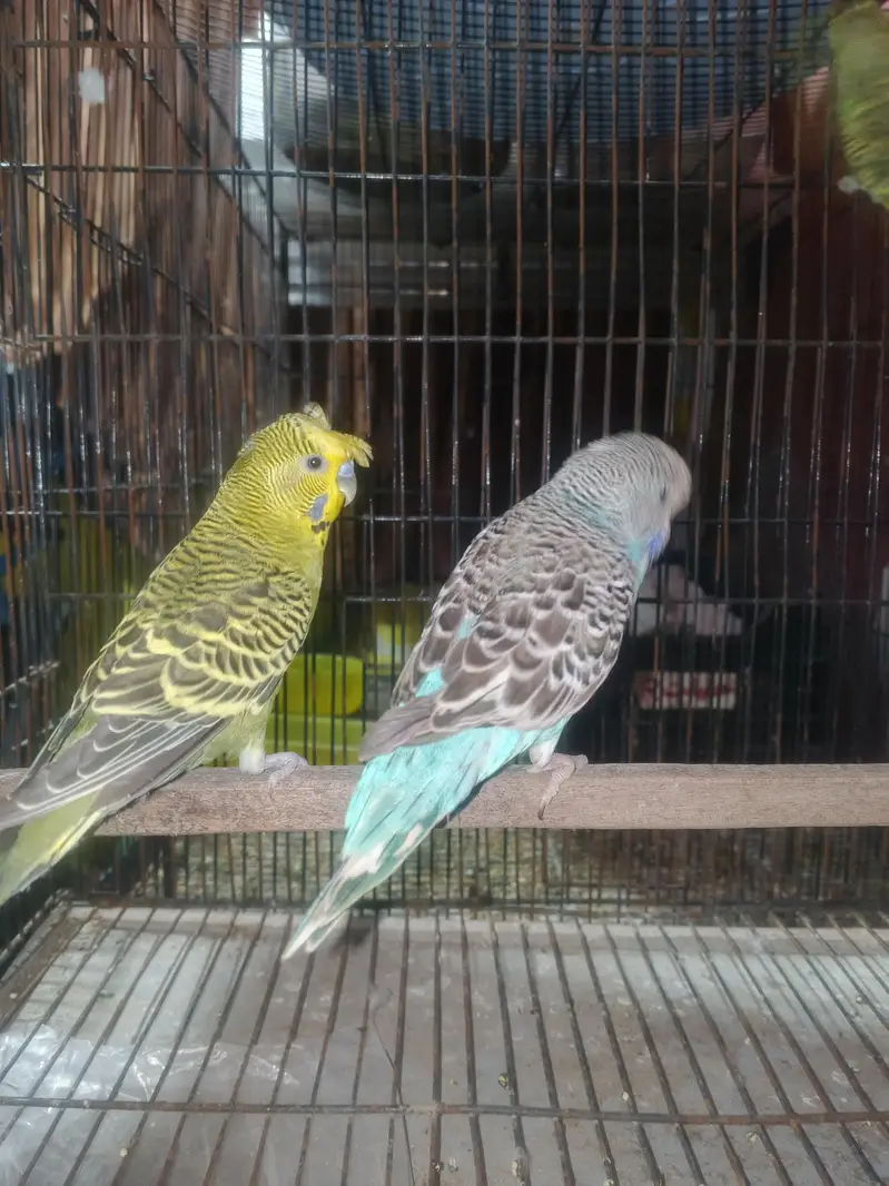 exhibition and exhibition hogo budgies for sale — photo 6