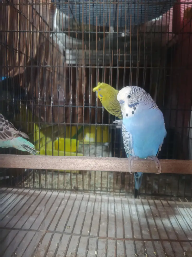 exhibition and exhibition hogo budgies for sale — photo 7