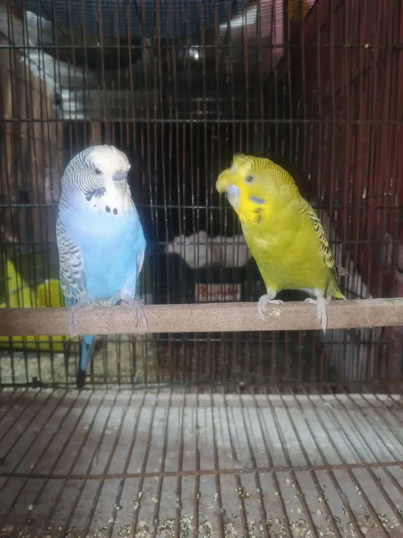 exhibition and exhibition hogo budgies for sale — photo 8