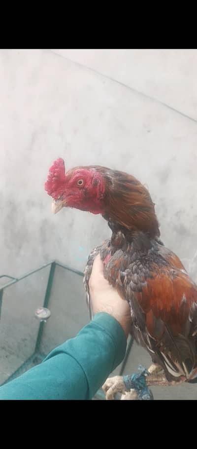 aseel mianwali