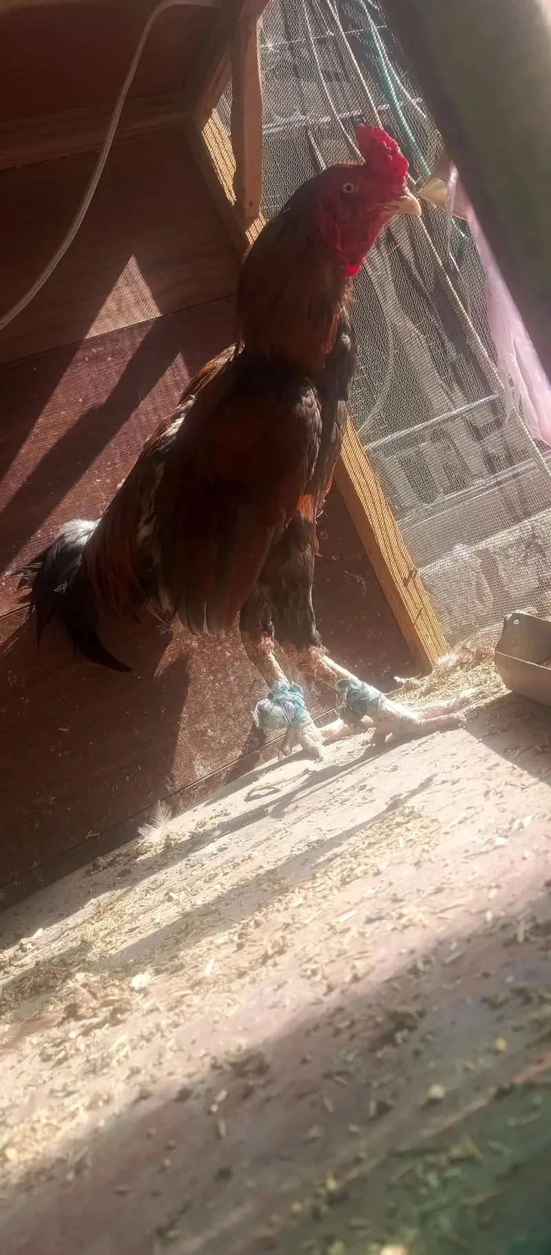 aseel mianwali — photo 2