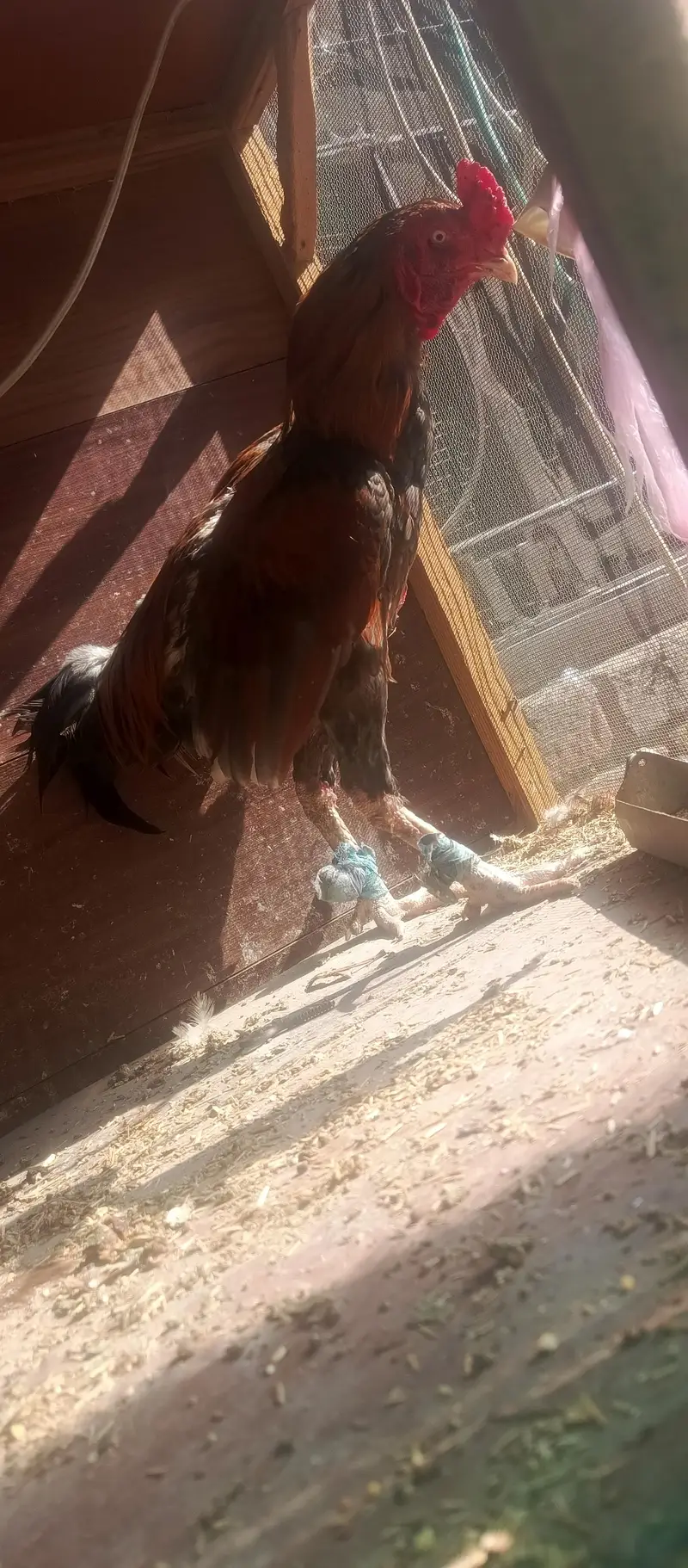 aseel mianwali — photo 3