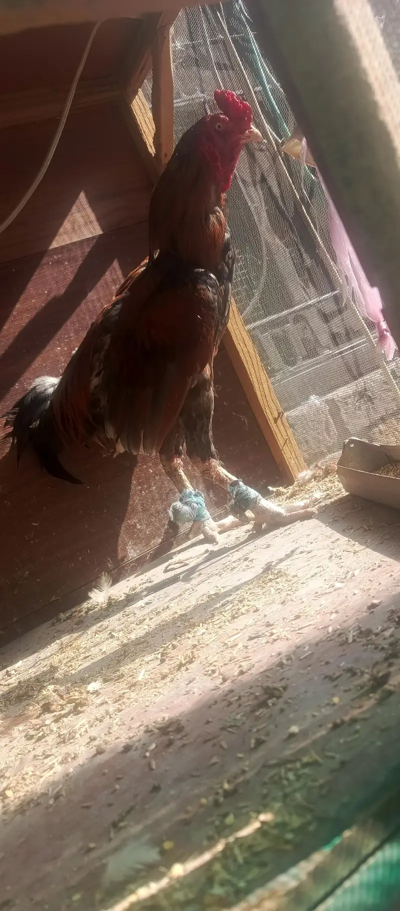 aseel mianwali — photo 8