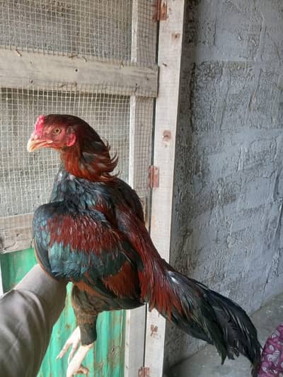 beautiful young bird ki