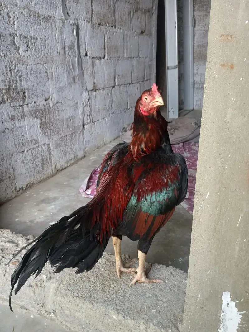 beautiful young bird ki — photo 2