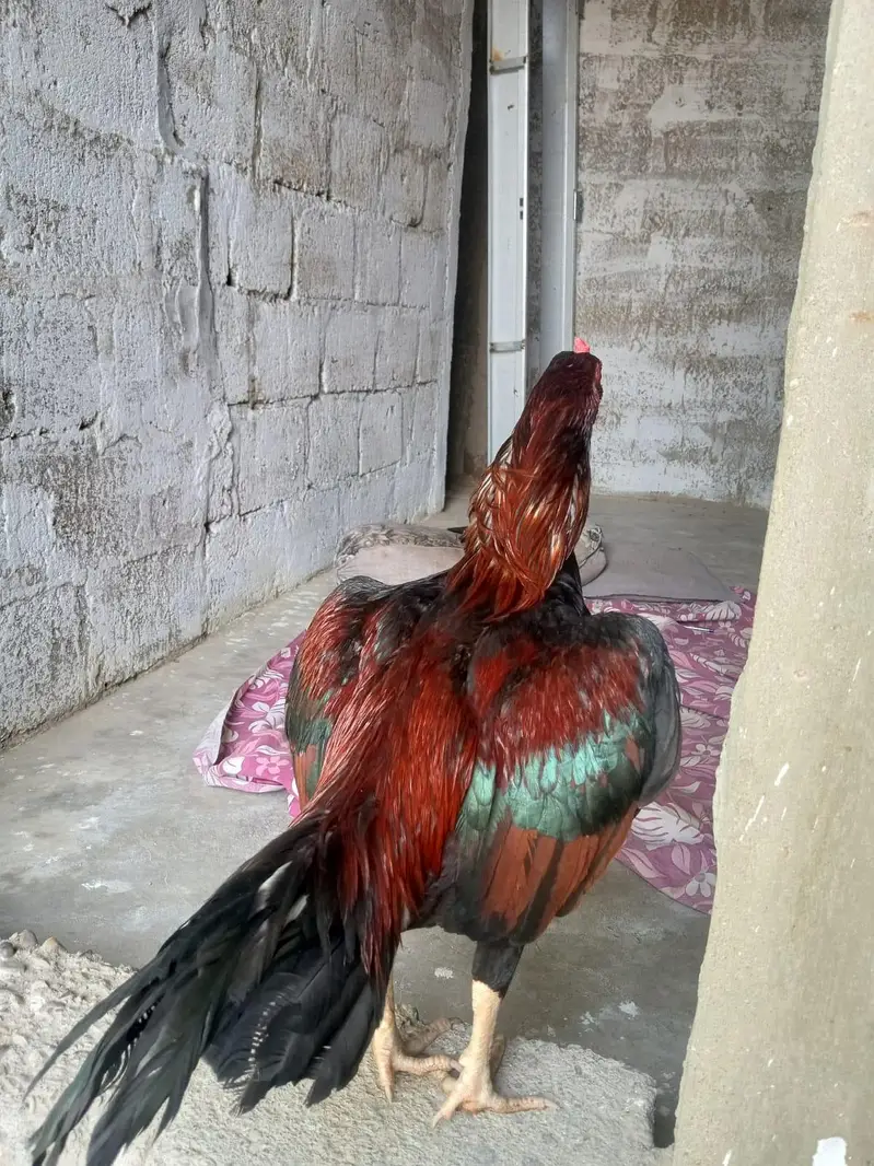beautiful young bird ki — photo 3