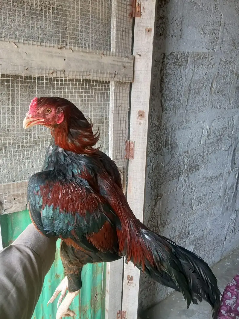 beautiful young bird ki — photo 4
