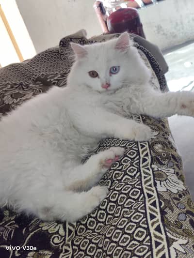 Persians Cats pair odd eyes