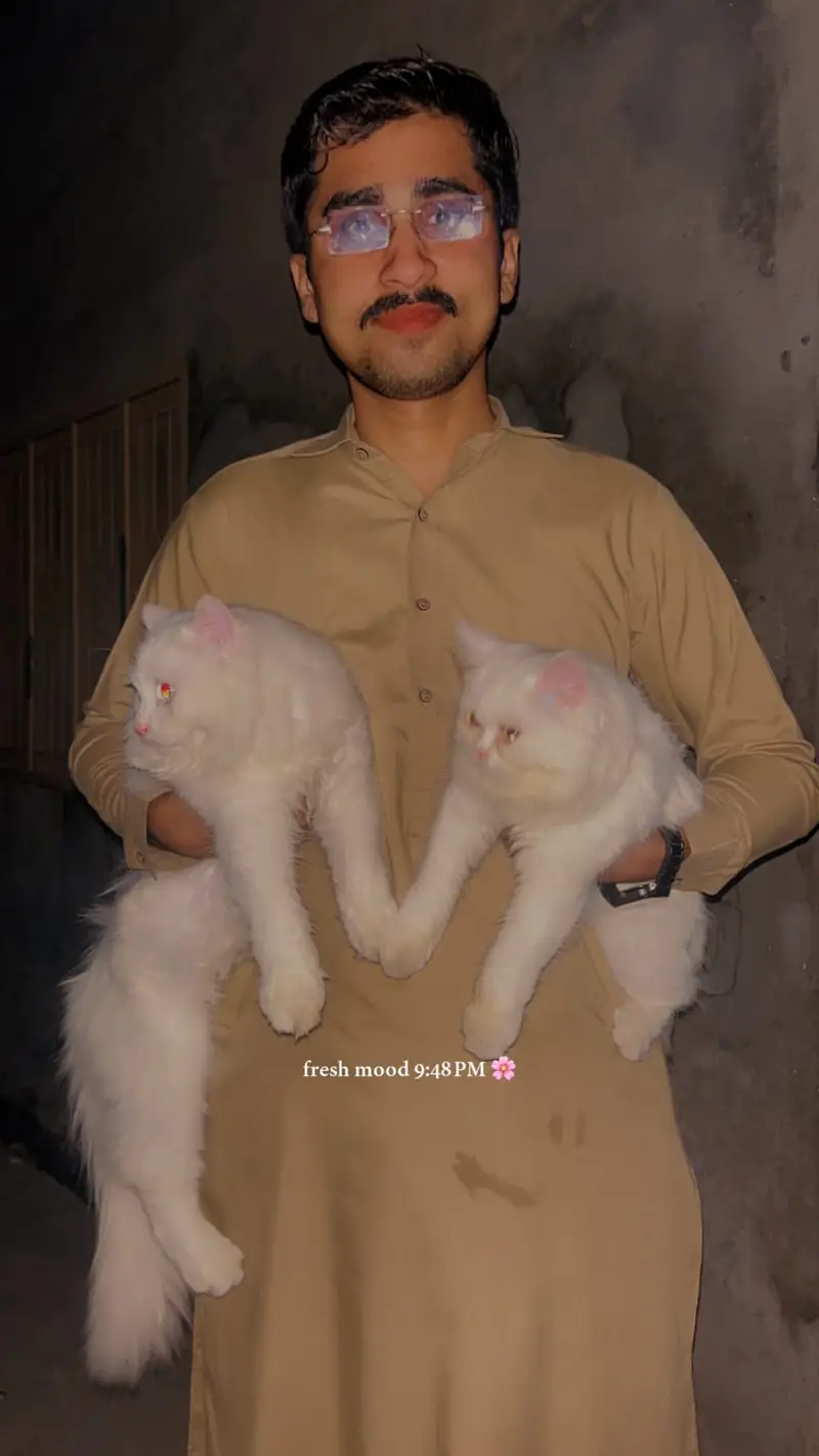 Persians Cats pair odd eyes — photo 2