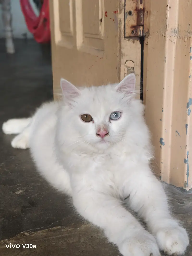 Persians Cats pair odd eyes — photo 3
