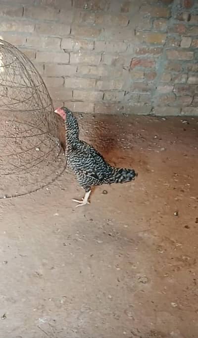 Hen for sale