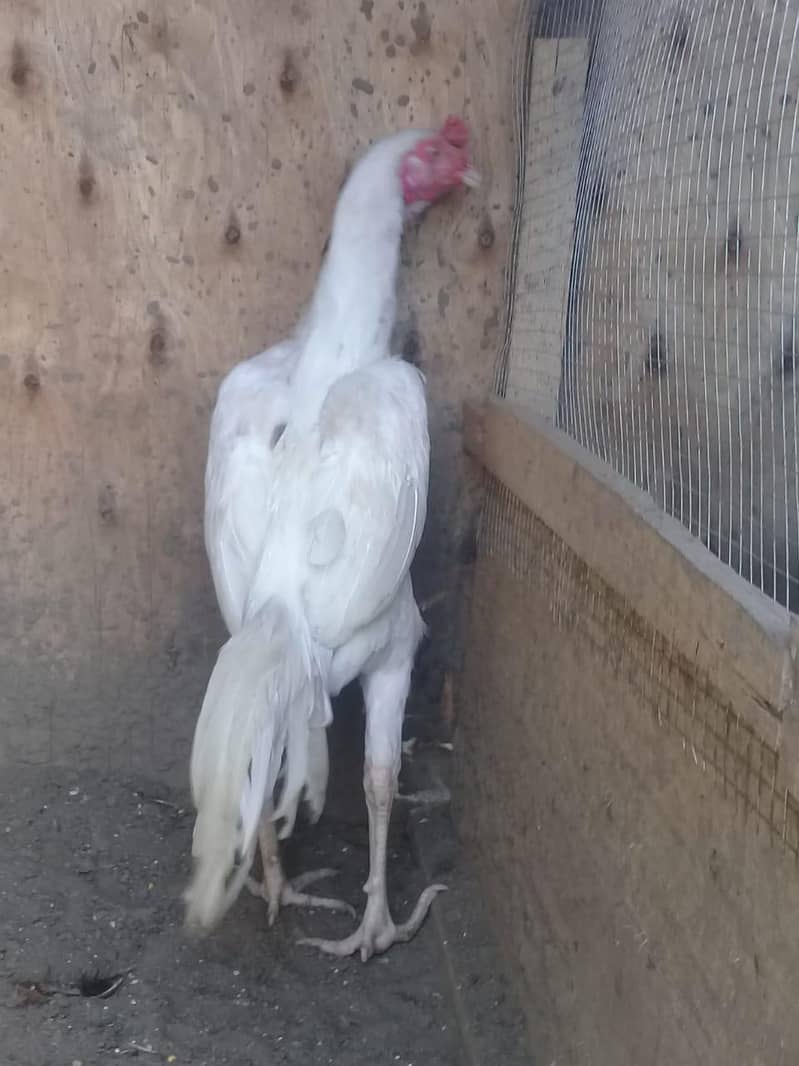 long height heera 0