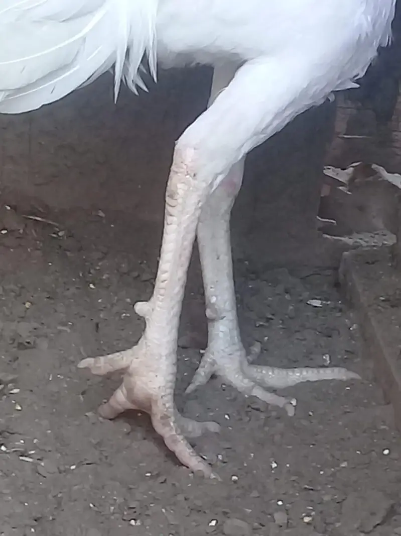 long height heera — photo 4
