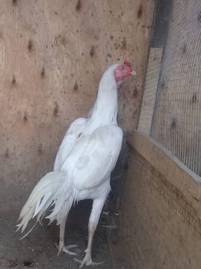 long height heera 7