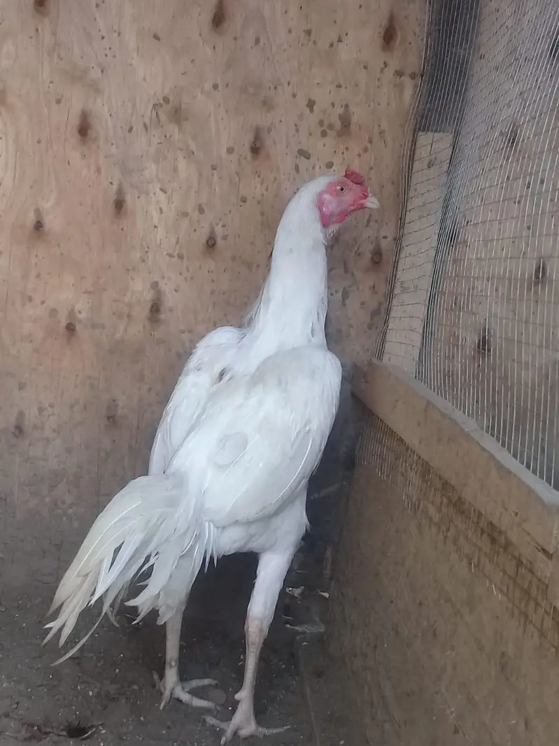 long height heera — photo 10