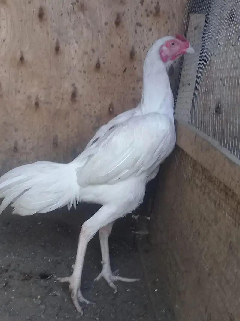 long height heera — photo 11