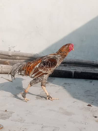 1Aseel murgha or 3 murgya