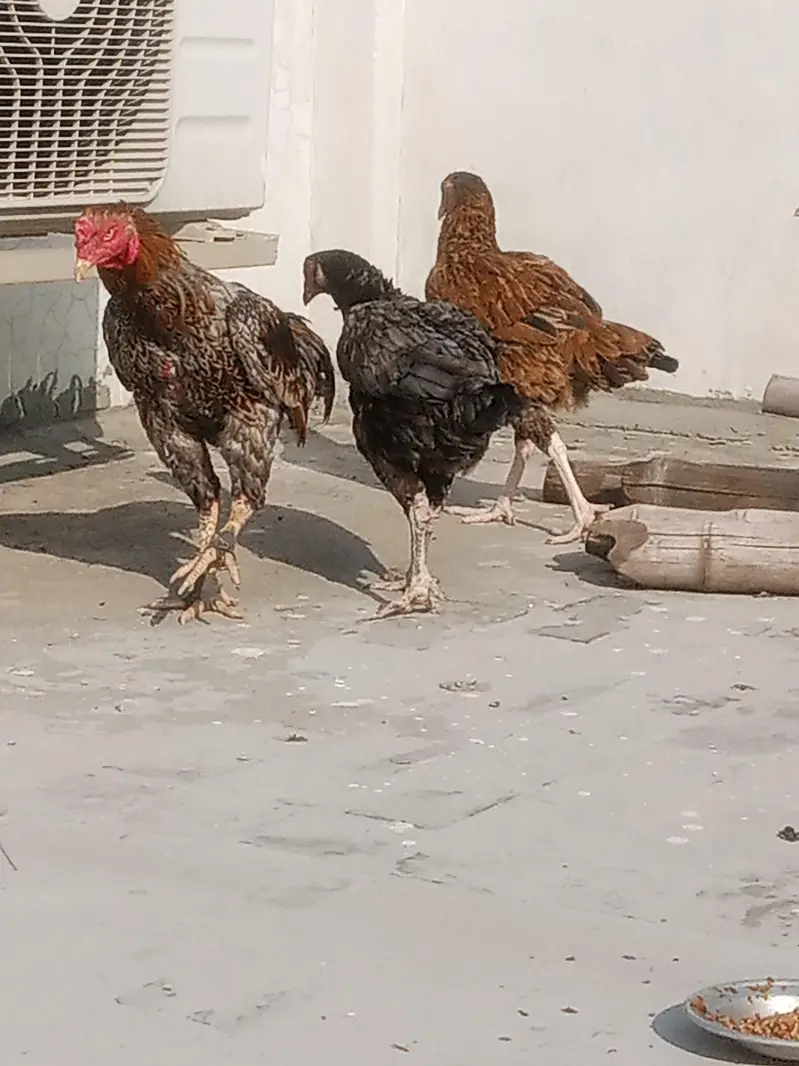 1Aseel murgha or 3 murgya — photo 2