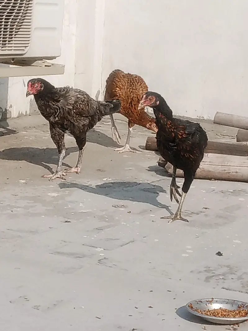 1Aseel murgha or 3 murgya — photo 3