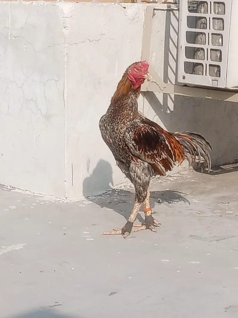 1Aseel murgha or 3 murgya — photo 4