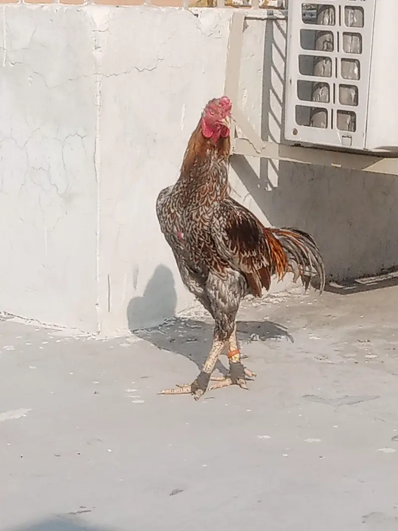 1Aseel murgha or 3 murgya — photo 5