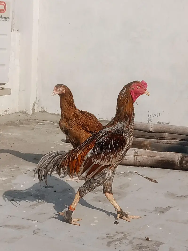 1Aseel murgha or 3 murgya — photo 6
