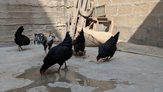 Lohman Black Eggs Laying Hens ( Ando Vali Murgia)