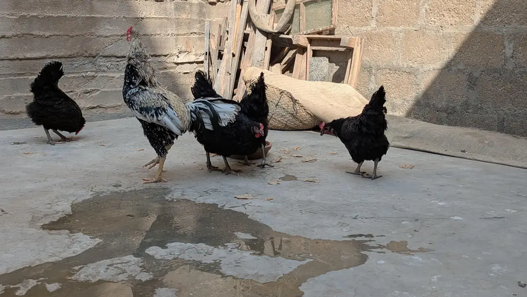 Lohman Black Eggs Laying Hens ( Ando Vali Murgia) — photo 2