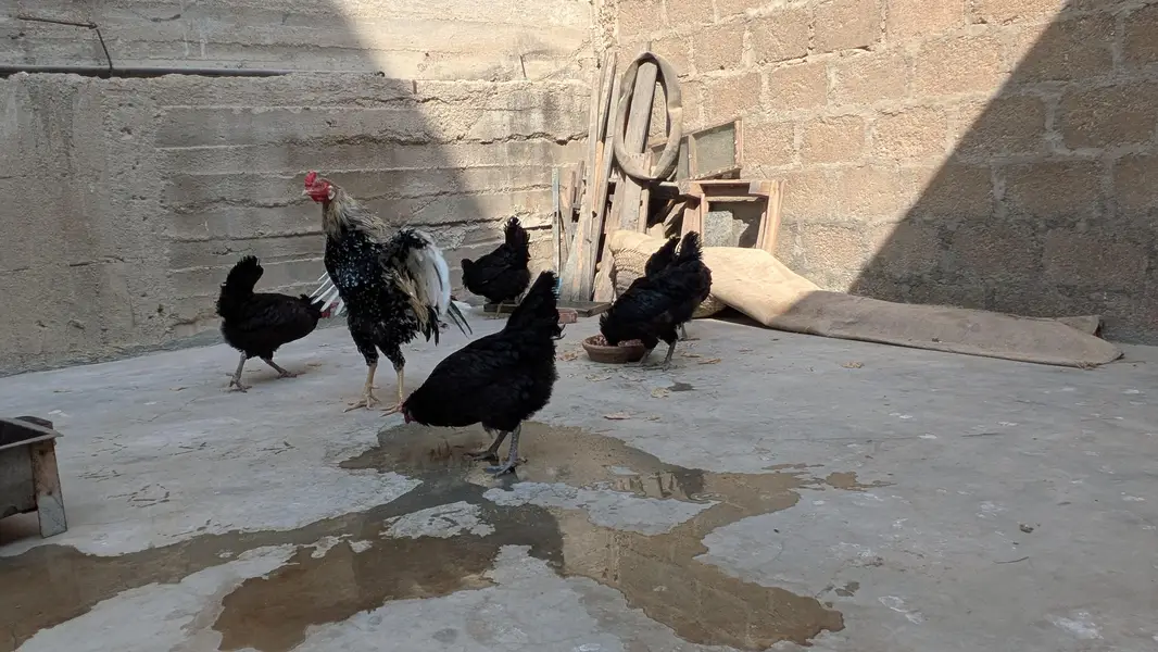 Lohman Black Eggs Laying Hens ( Ando Vali Murgia) — photo 3