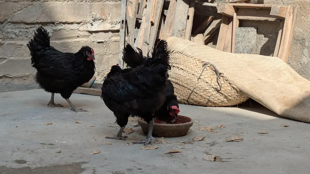 Lohman Black Eggs Laying Hens ( Ando Vali Murgia) — photo 4